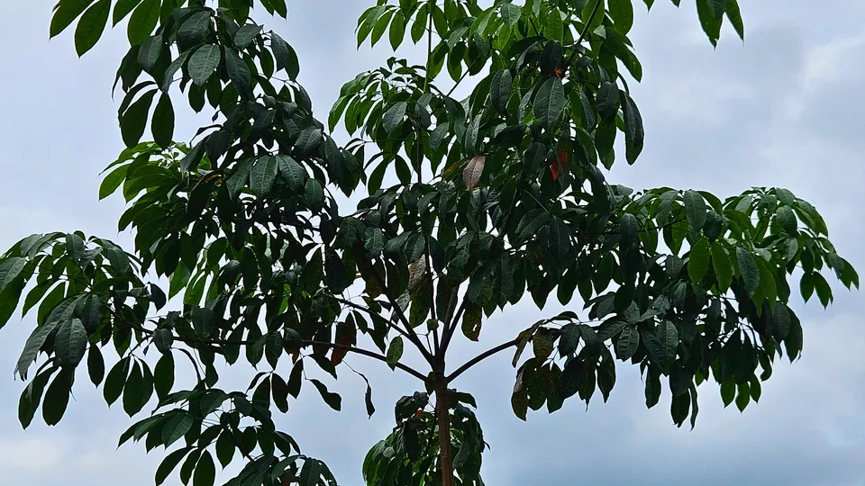 Vườn cây giống cao su GT 1