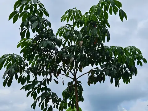 Vườn cây giống cao su GT 1