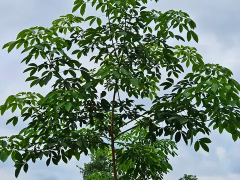Vườn cây giống cao su RRIM 600