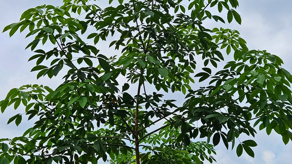 Vườn cây giống cao su RRIM 600