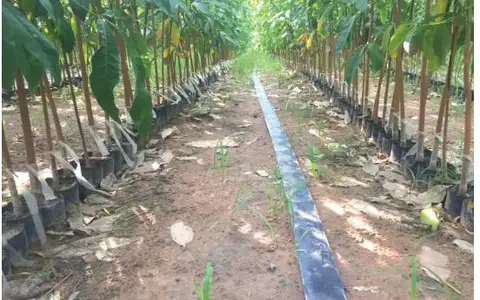 Vườn ương bầu cao su đã ghép — hàng kép, mắt ghép quay ra phía ngoài