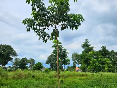 Vườn cây giống cao su GT 1, góc nhìn khác