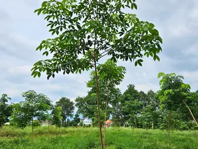 Vườn cây giống cao su RRIM 600, góc nhìn khác