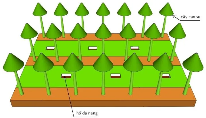 Sơ đồ bố trí hố đa năng tích mùn trên vườn cao su kiến thiết cơ bản