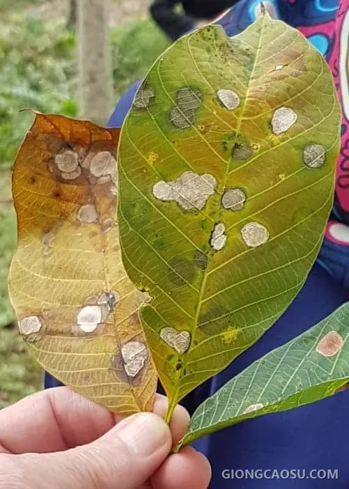 Triệu chứng bệnh Pestalotiopsis trên lá cây cao su