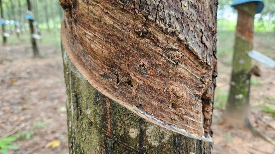 Mặt cạo cao su bị khô toàn phần, vỏ chuyển màu nâu