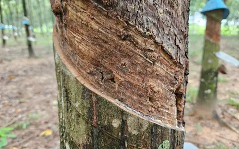 Mặt cạo cao su bị khô toàn phần, vỏ chuyển màu nâu