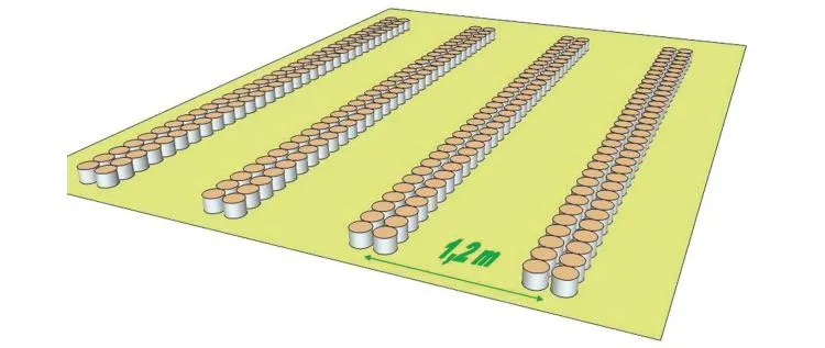 Sơ đồ khoảng cách trồng vườn ương bầu theo hàng kép, hai tâm hàng kép cách nhau 1,2 m