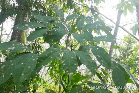 Vườn cao su tại Thái Lan bị ảnh hưởng nặng bởi bệnh Pestalotiopsis