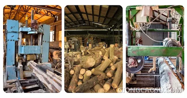 Sản xuất gỗ ghép cao su tại xưởng