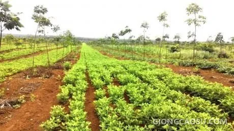 Trồng xen cây đậu (lạc) trên vườn cao su kiến thiết cơ bản