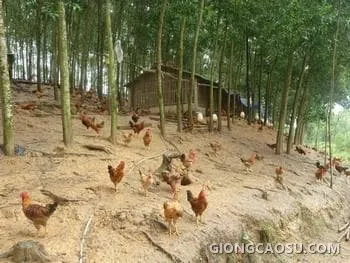 Mô hình nuôi gà thả dưới tán vườn cây cao su