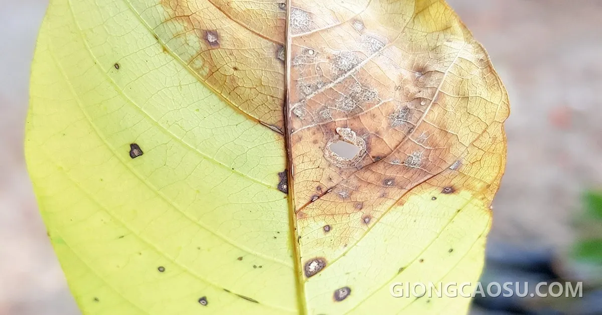 Bệnh Corynespora trên cây cao su