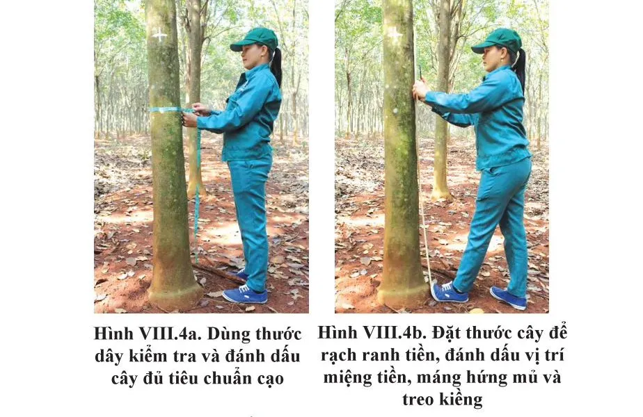 Dùng thước dây kiểm tra vanh thân và đặt thước cây để rạch ranh tiền, đánh dấu vị trí miệng tiền, máng hứng mủ và vị trí treo kiềng