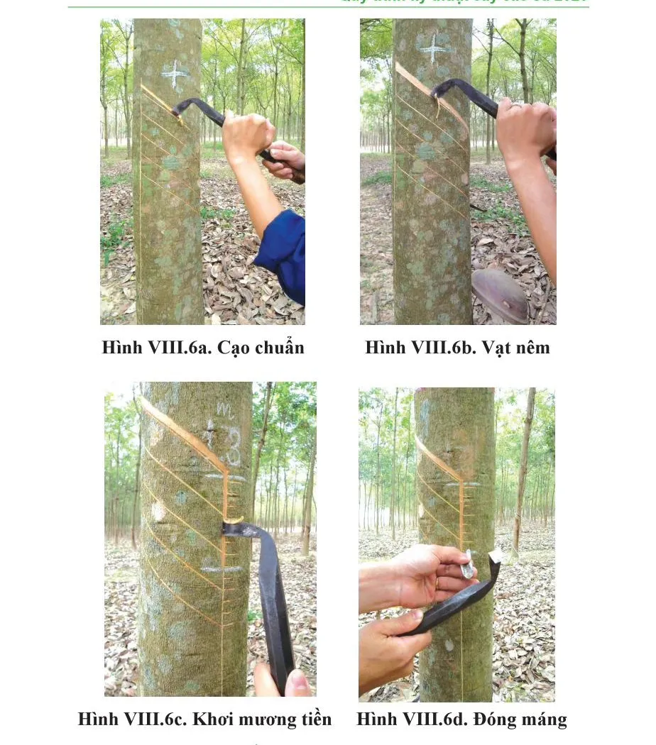 Trình tự mở miệng cạo ngửa: cạo chuẩn, vạt nêm, khơi mương tiền và đóng máng hứng mủ