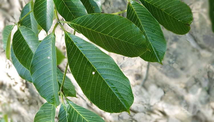 Thông tin chi tiết về GIỐNG CAO SU PB260