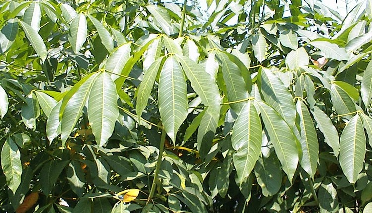 Giống cao su RRIV 4