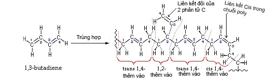 1,3-Butadiene Polymerization