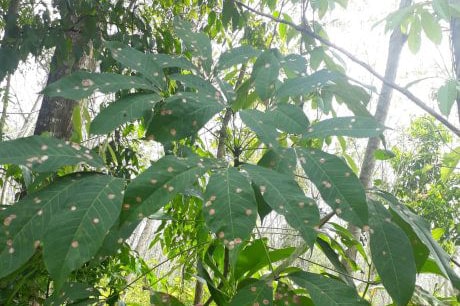 Bệnh Pestalotiopsis trên cây cao su